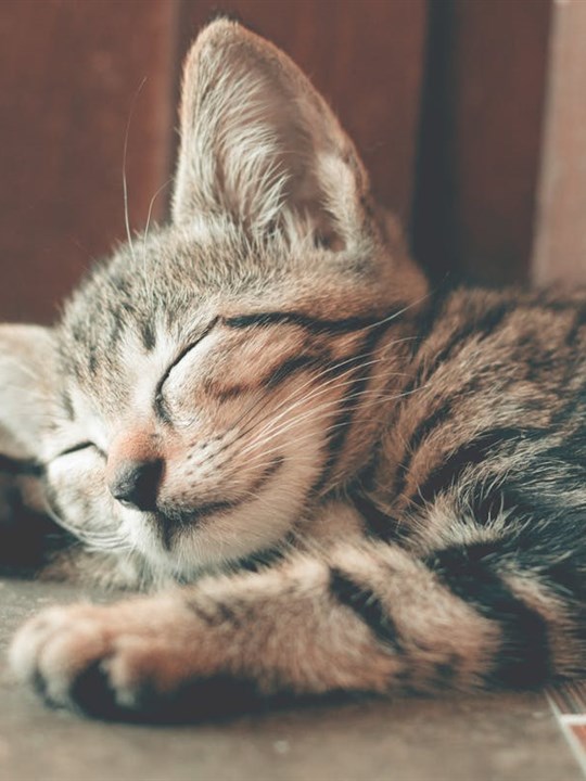 Kedi Sinekliği Pet Screen